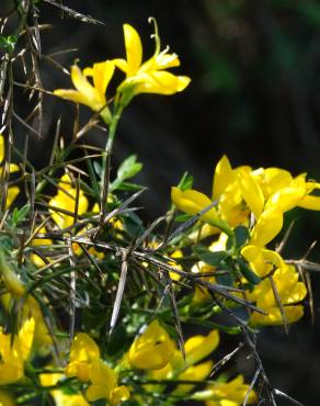 Fotografia 1 da espécie Genista anglica no Jardim Botânico UTAD