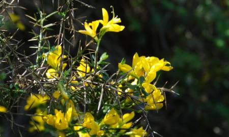 Fotografia da espécie Genista anglica