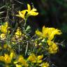 Fotografia 1 da espécie Genista anglica do Jardim Botânico UTAD