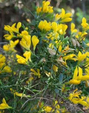 Fotografia 6 da espécie Genista anglica no Jardim Botânico UTAD