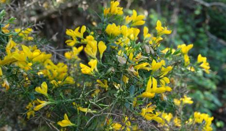 Fotografia da espécie Genista anglica