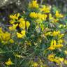 Fotografia 6 da espécie Genista anglica do Jardim Botânico UTAD