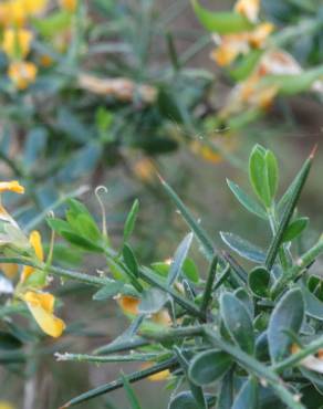 Fotografia 7 da espécie Genista anglica no Jardim Botânico UTAD