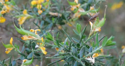 Fotografia da espécie Genista anglica