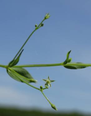 Fotografia 2 da espécie Stellaria alsine no Jardim Botânico UTAD