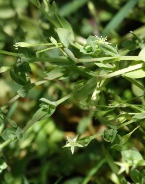 Fotografia 3 da espécie Stellaria alsine no Jardim Botânico UTAD