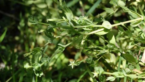 Fotografia da espécie Stellaria alsine