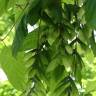 Fotografia 13 da espécie Acer negundo do Jardim Botânico UTAD