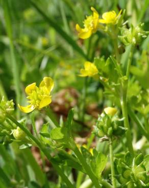 Fotografia 1 da espécie Ranunculus trilobus no Jardim Botânico UTAD