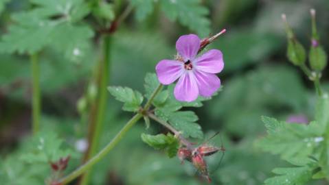 Fotografia da espécie Geranium robertianum subesp. robertianum