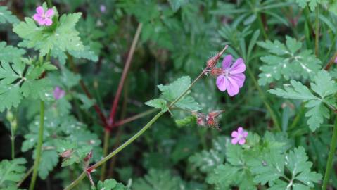 Fotografia da espécie Geranium robertianum subesp. robertianum