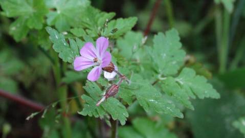 Fotografia da espécie Geranium robertianum subesp. robertianum