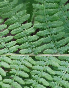 Fotografia 1 da espécie Athyrium filix-femina no Jardim Botânico UTAD