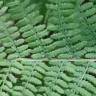 Fotografia 1 da espécie Athyrium filix-femina do Jardim Botânico UTAD