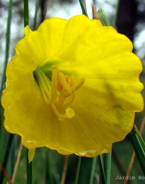 Fotografia 3 da espécie Narcissus bulbocodium no Jardim Botânico UTAD