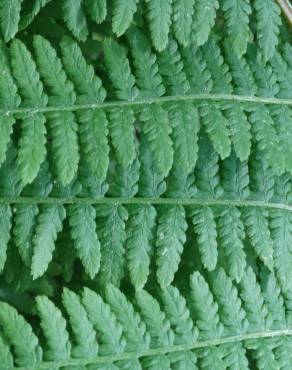 Fotografia 3 da espécie Athyrium filix-femina no Jardim Botânico UTAD