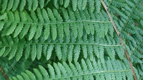 Fotografia da espécie Athyrium filix-femina