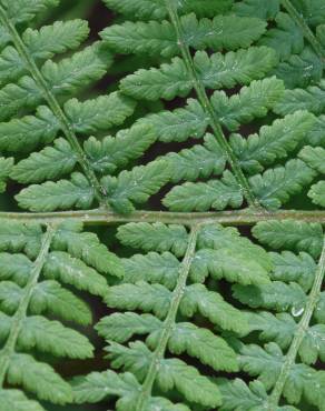 Fotografia 5 da espécie Athyrium filix-femina no Jardim Botânico UTAD