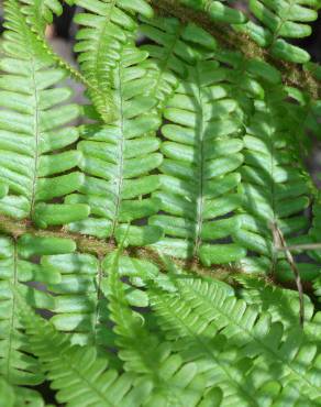 Fotografia 7 da espécie Athyrium filix-femina no Jardim Botânico UTAD