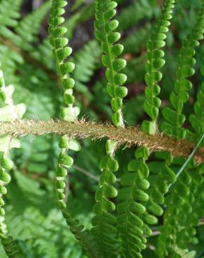 Fotografia 8 da espécie Athyrium filix-femina no Jardim Botânico UTAD