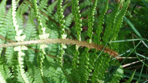 Fotografia da espécie Athyrium filix-femina