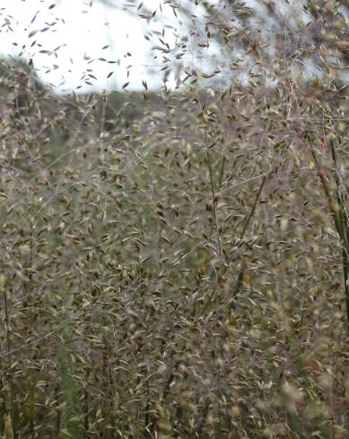 Fotografia de capa Molineriella minuta subesp. australis - do Jardim Botânico