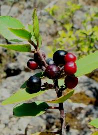 Fotografia da espécie Rhamnus alaternus