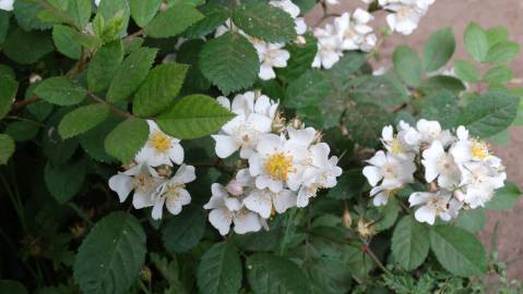 Fotografia da espécie Rosa multiflora var. multiflora