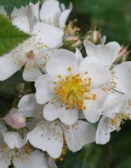 Rosa multiflora var. multiflora