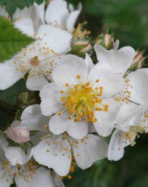 Fotografia 1 da espécie Rosa multiflora var. multiflora no Jardim Botânico UTAD