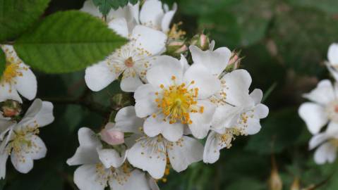 Fotografia da espécie Rosa multiflora var. multiflora