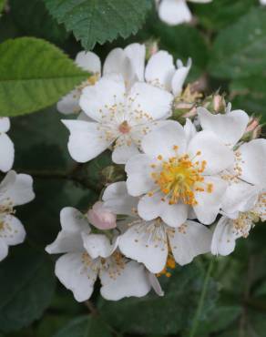 Fotografia 5 da espécie Rosa multiflora var. multiflora no Jardim Botânico UTAD