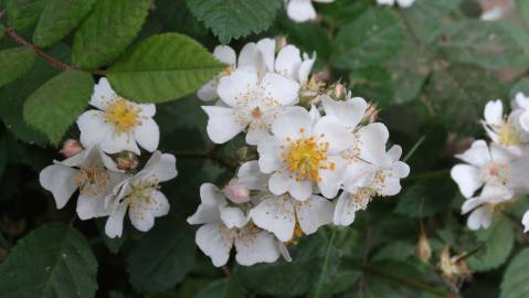 Fotografia da espécie Rosa multiflora var. multiflora