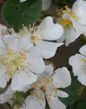 Fotografia 6 da espécie Rosa multiflora var. multiflora no Jardim Botânico UTAD