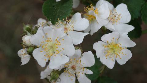 Fotografia da espécie Rosa multiflora var. multiflora