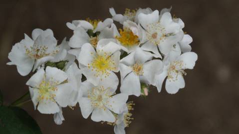 Fotografia da espécie Rosa multiflora var. multiflora