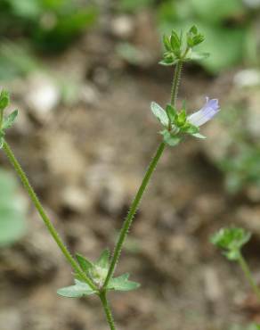 Fotografia 1 da espécie Campanula erinus no Jardim Botânico UTAD