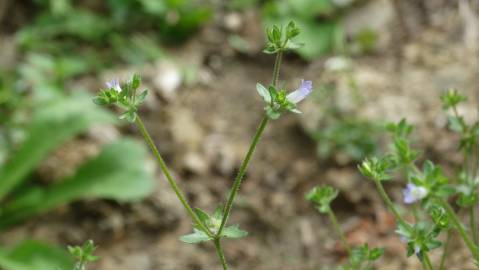 Fotografia da espécie Campanula erinus