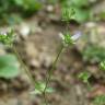 Fotografia 1 da espécie Campanula erinus do Jardim Botânico UTAD