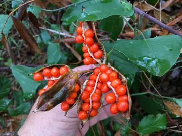 Fotografia da espécie Iris foetidissima