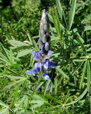 Fotografia da espécie Lupinus angustifolius