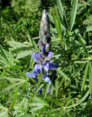 Lupinus angustifolius