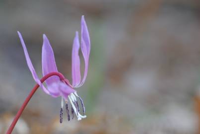 Fotografia da espécie Erythronium dens-canis