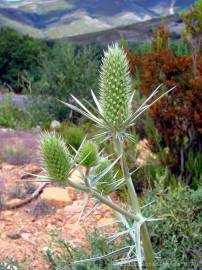 Fotografia da espécie Eryngium duriaei