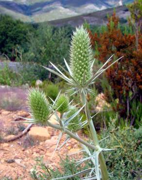 Fotografia 1 da espécie Eryngium duriaei no Jardim Botânico UTAD