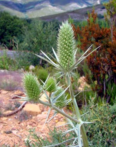 Fotografia de capa Eryngium duriaei - do Jardim Botânico