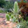 Fotografia 1 da espécie Eryngium duriaei do Jardim Botânico UTAD