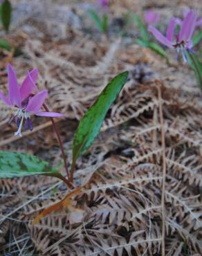 Fotografia 4 da espécie Erythronium dens-canis no Jardim Botânico UTAD