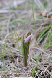 Fotografia da espécie Erythronium dens-canis