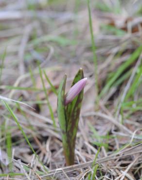 Fotografia 5 da espécie Erythronium dens-canis no Jardim Botânico UTAD